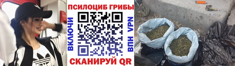 Псилоцибиновые грибы Psilocybe  Иннополис 